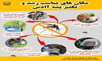 پشه آئدس را بهتر بشناسیم